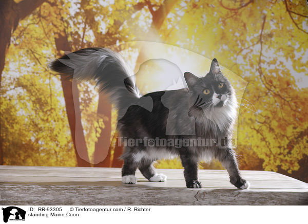 standing Maine Coon / RR-93305