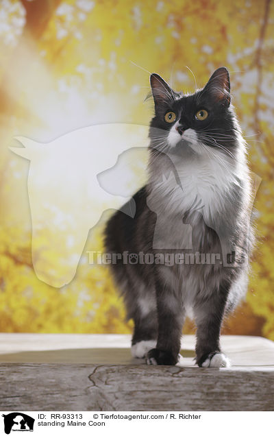 standing Maine Coon / RR-93313