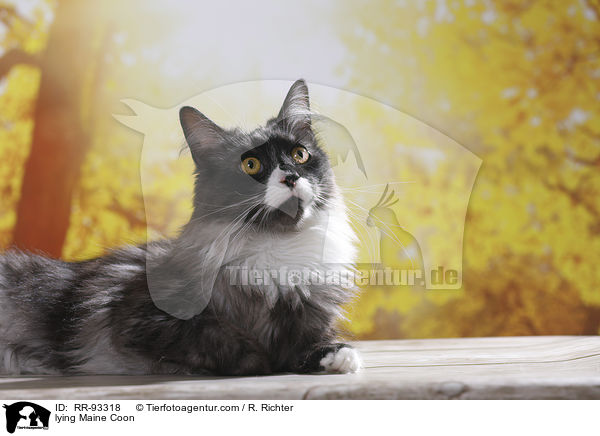 lying Maine Coon / RR-93318