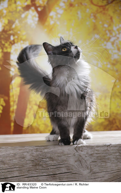 standing Maine Coon / RR-93320