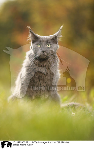 sitting Maine Coon / RR-96287