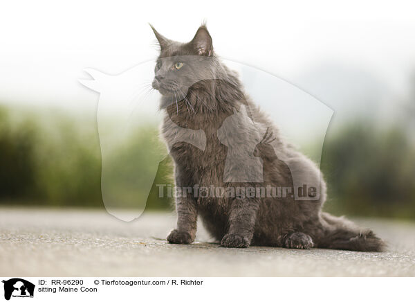 sitting Maine Coon / RR-96290