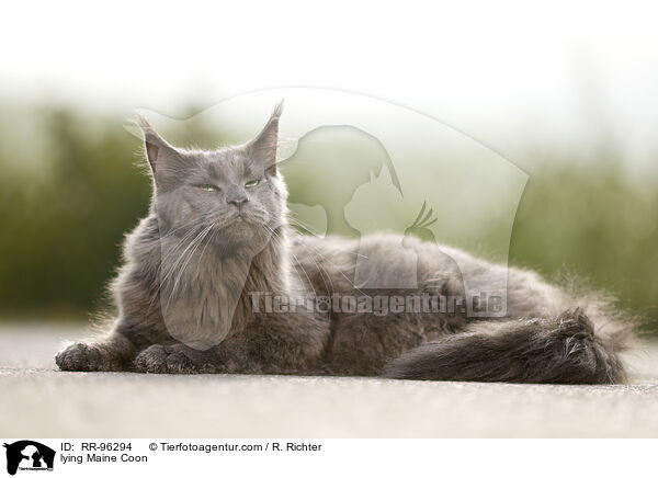 lying Maine Coon / RR-96294