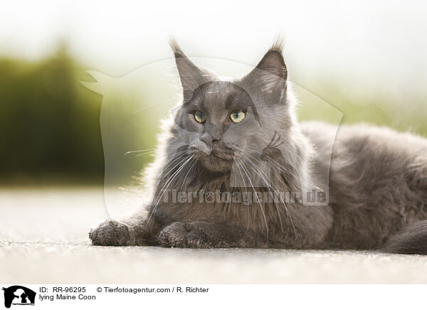 lying Maine Coon / RR-96295