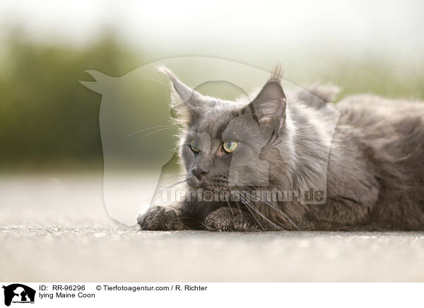 lying Maine Coon / RR-96296