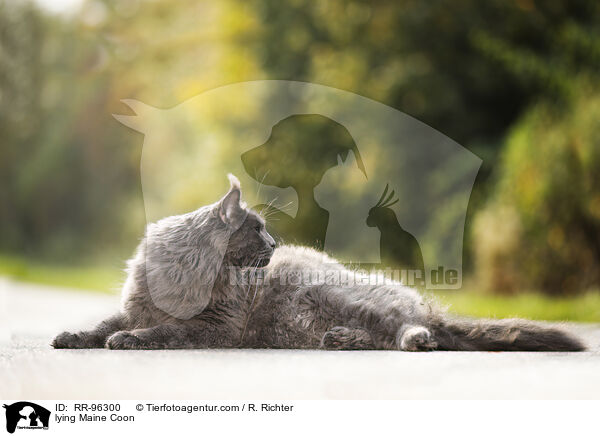 lying Maine Coon / RR-96300