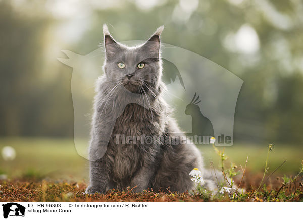 sitting Maine Coon / RR-96303
