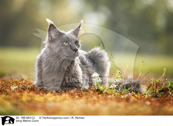 lying Maine Coon / RR-96312
