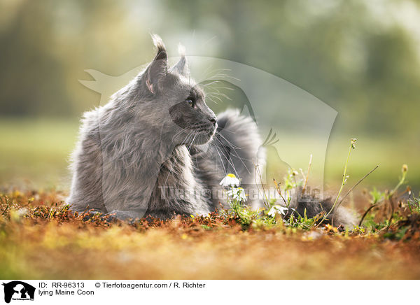 lying Maine Coon / RR-96313