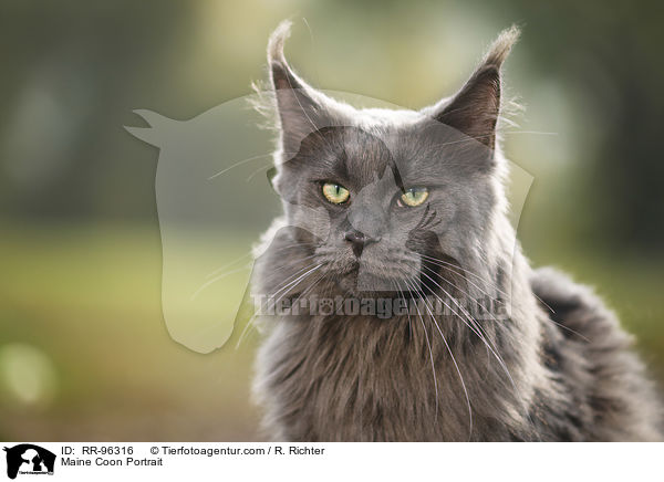 Maine Coon Portrait / RR-96316