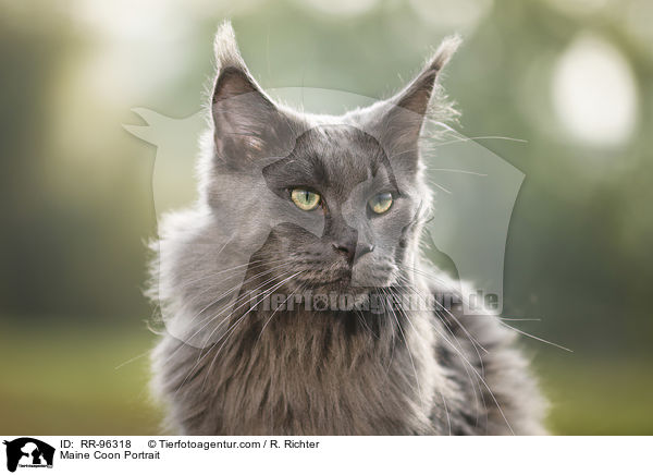 Maine Coon Portrait / RR-96318