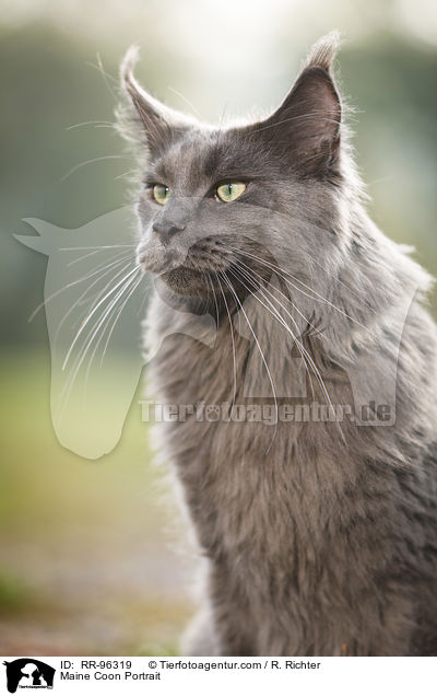 Maine Coon Portrait / RR-96319