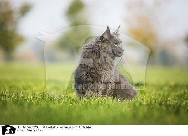 sitting Maine Coon / RR-96323