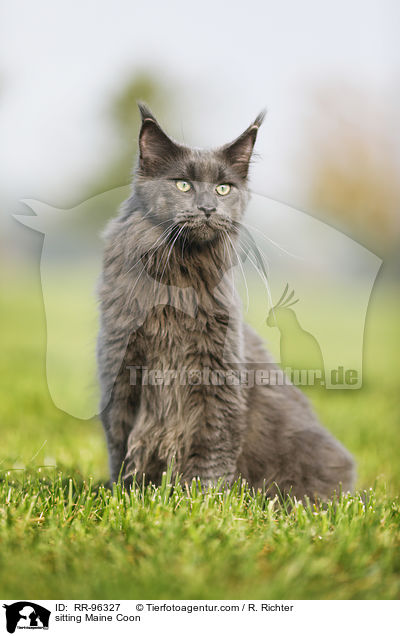 sitting Maine Coon / RR-96327