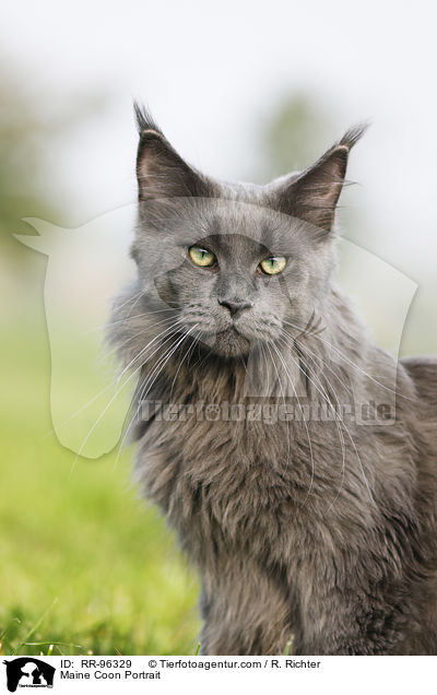 Maine Coon Portrait / RR-96329