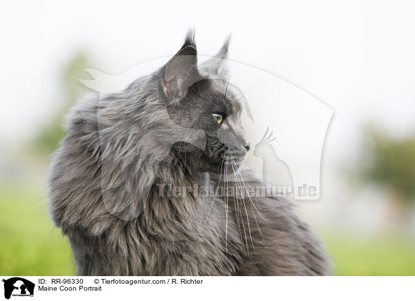 Maine Coon Portrait / RR-96330