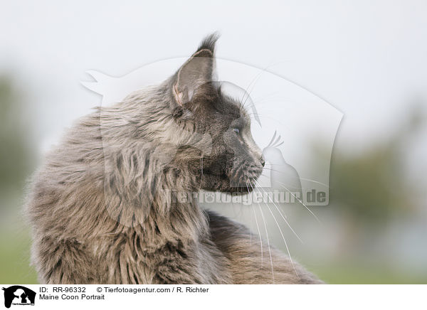 Maine Coon Portrait / RR-96332