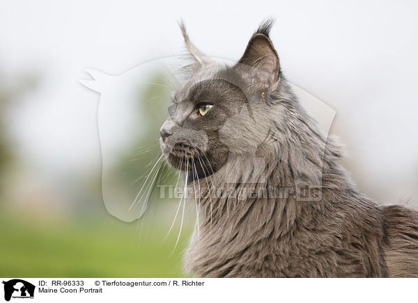 Maine Coon Portrait / RR-96333