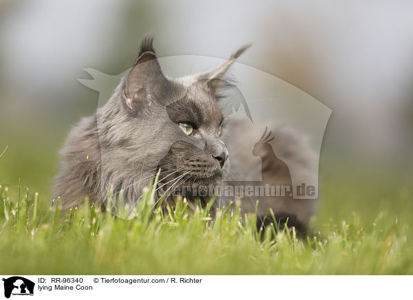 lying Maine Coon / RR-96340