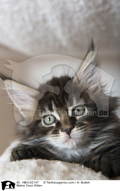 Maine Coon Ktzchen / Maine Coon Kitten / HBO-02147
