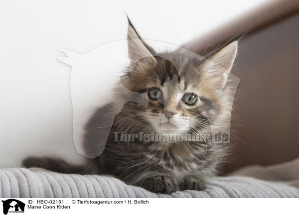 Maine Coon Kitten / HBO-02151