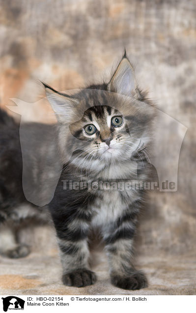 Maine Coon Kitten / HBO-02154