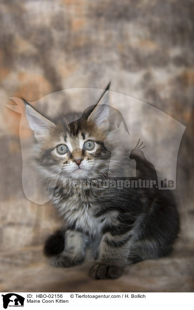 Maine Coon Kitten / HBO-02156
