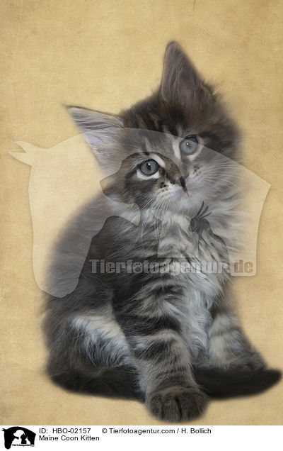 Maine Coon Kitten / HBO-02157