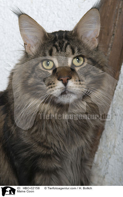 Maine Coon / HBO-02158