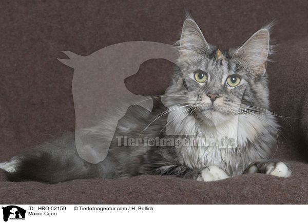Maine Coon / HBO-02159
