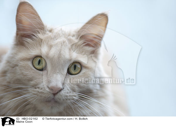 Maine Coon / Maine Coon / HBO-02162