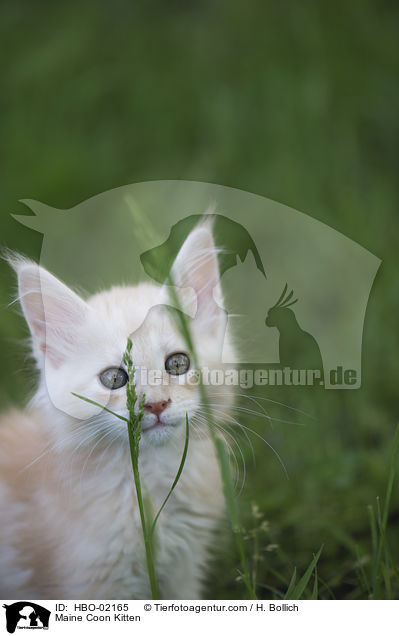Maine Coon Ktzchen / Maine Coon Kitten / HBO-02165