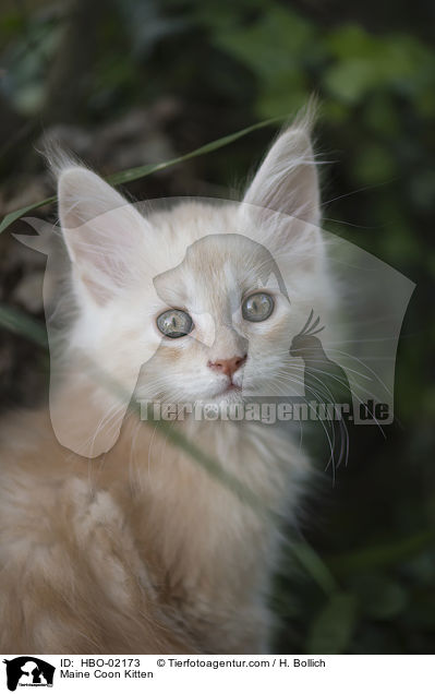Maine Coon Ktzchen / Maine Coon Kitten / HBO-02173