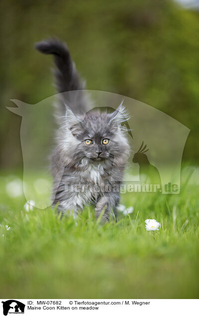 Maine Coon Kitten on meadow / MW-07682