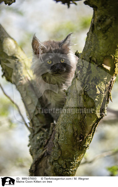 Maine Coon Kitten on tree / MW-07693