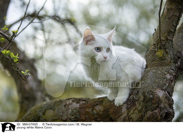 young white Maine Coon / MW-07695