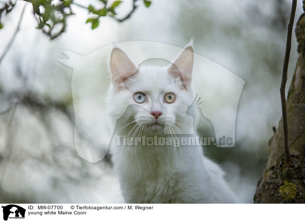 young white Maine Coon / MW-07700