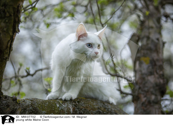 young white Maine Coon / MW-07702