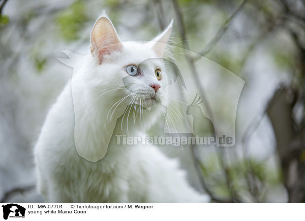 young white Maine Coon / MW-07704