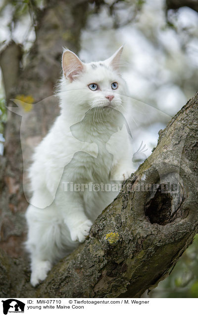 young white Maine Coon / MW-07710