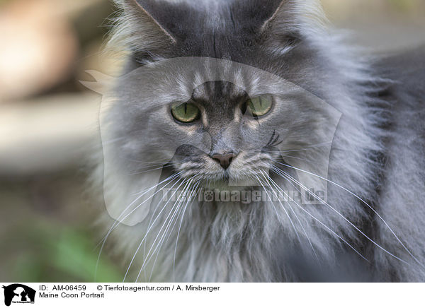 Maine Coon Portrait / AM-06459