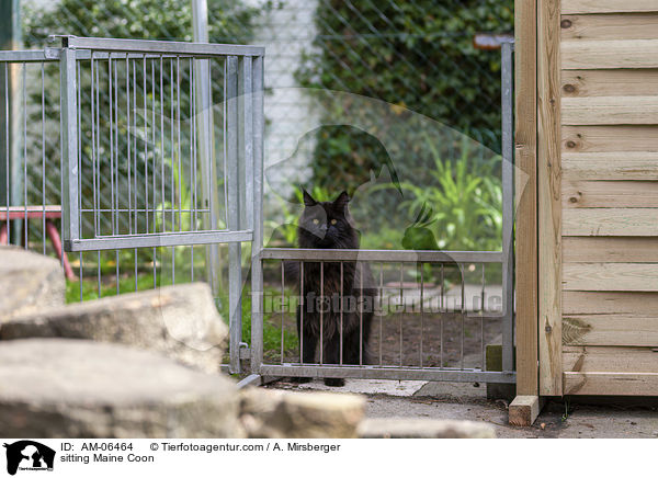 sitting Maine Coon / AM-06464