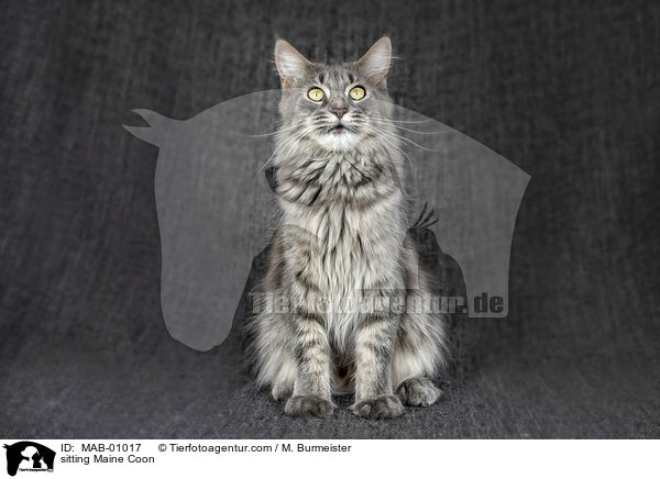 sitting Maine Coon / MAB-01017