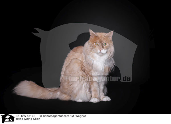 sitting Maine Coon / MW-13108
