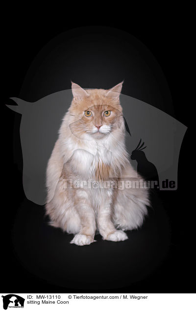 sitting Maine Coon / MW-13110