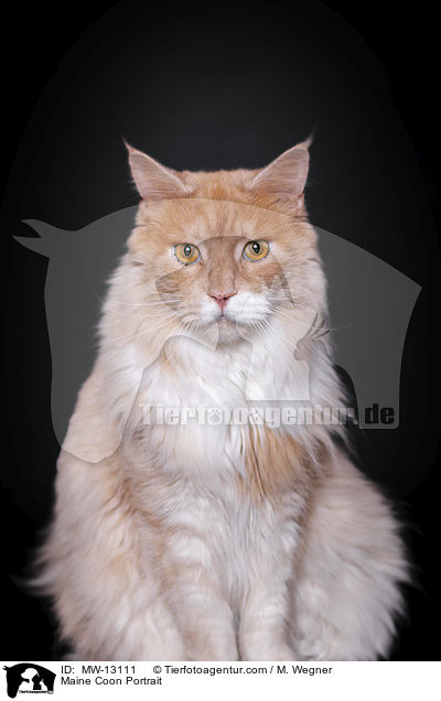 Maine Coon Portrait / MW-13111