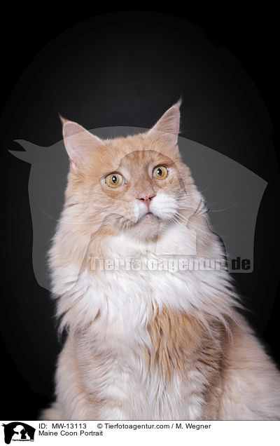 Maine Coon Portrait / MW-13113