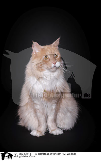 sitting Maine Coon / MW-13116