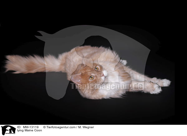 lying Maine Coon / MW-13119
