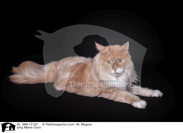 lying Maine Coon / MW-13120